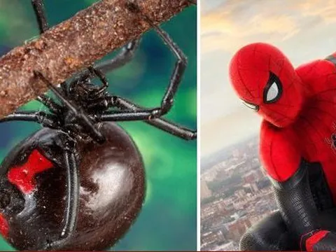 Cho nhện cắn để trở thành Spider-Man, cậu bé 8 tuổi phải nhập viện