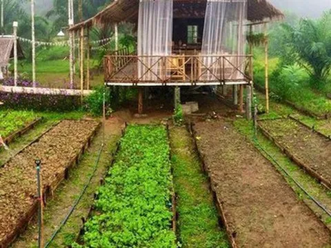 Ngôi nhà với vườn rau xanh mướt ai nhìn cũng thích