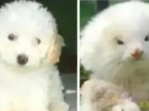 Người đàn ông chi 4 triệu đồng mua 2 con chó Poodle, lúc đi khám mới ngớ người: Đây không phải chó!