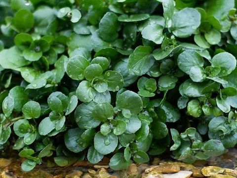 Loại rau được CDC Mỹ công nhận là thực phẩm lành mạnh nhất thế giới, giá cực rẻ, lại rất sẵn tại Việt Nam