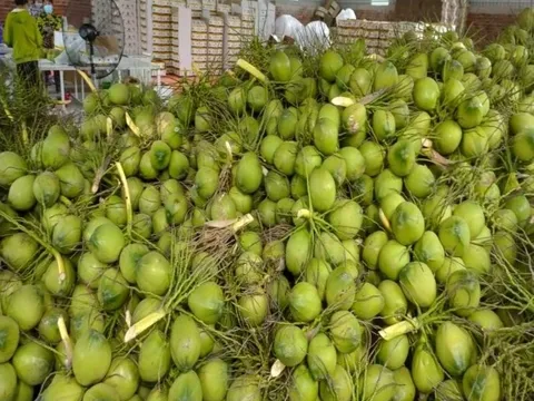 Phát triển chuỗi giá trị dừa tươi Bến Tre, chinh phục thị trường lớn