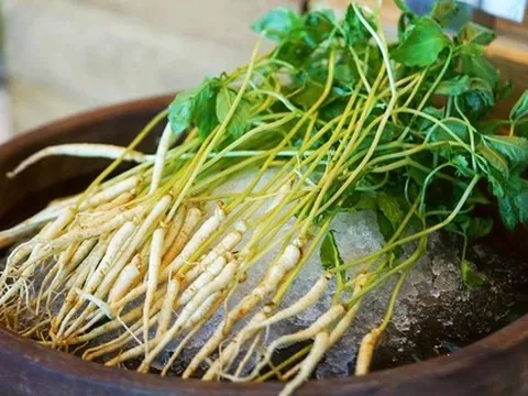 Chuyên gia nói gì về trào lưu ăn nhân sâm mầm thay rau để cải thiện sức khỏe?