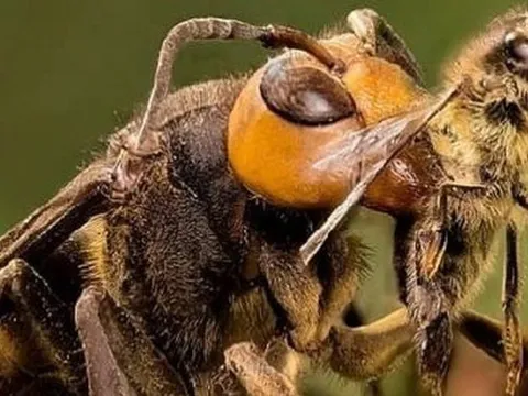 Tây Ninh: Một phụ nữ tử vong vì bị ong ‘mặt quỷ’ đốt