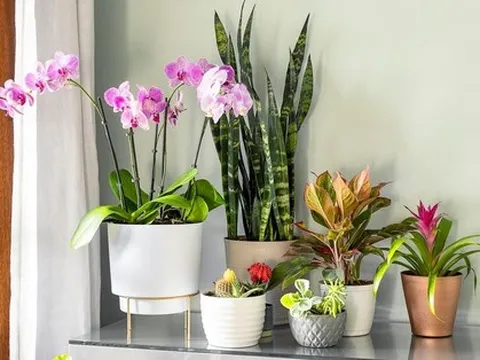 Cải thiện không gian sống với những ý tưởng trồng cây trong nhà