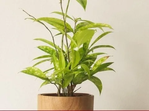 Những người nên trồng cây trúc nhật
