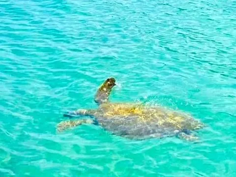 Sau một năm không mang rác thải nhựa lên đảo: Cá heo, rùa biển xuất hiện tại vùng biển Cô Tô