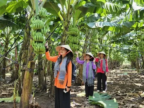 Có một "thủ phủ" trái cây khách du lịch ít biết ở Đồng Nai