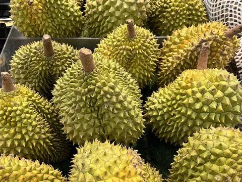 Sầu riêng đẩy kim ngạch xuất khẩu rau quả đạt mức kỷ lục