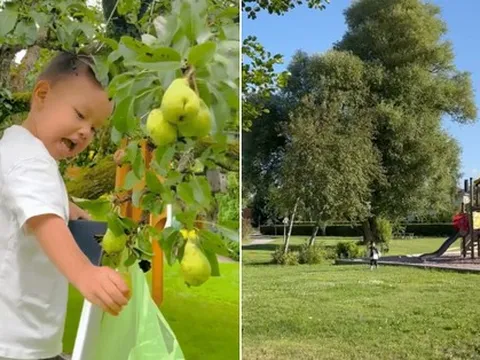 Vườn nhà bố mẹ chồng Hồ Ngọc Hà ở Thụy Điển: Cây ăn trái trĩu cành, Leon - Lisa tha hồ hái quả