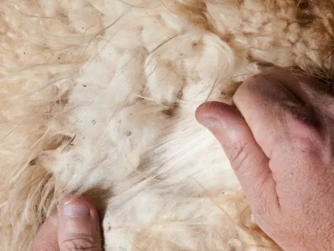 Loại "vàng trắng" của cao nguyên khắc nghiệt, nhà giàu muốn mua cũng phải chờ xếp hàng: Hàng thô đã đắt, chế biến xong còn tăng giá gấp 33 lần