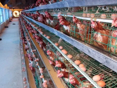Những rào cản và kịch bản giúp ngành chăn nuôi gia cầm vượt khó