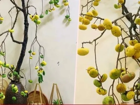 Chị em 'sốt xình xịch', thú chơi cành thị cắm bình lên ngôi