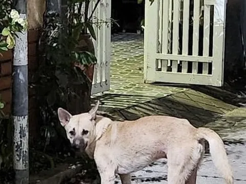 Bị chó cắn, mua thuốc Nam về uống và cái kết thương tâm