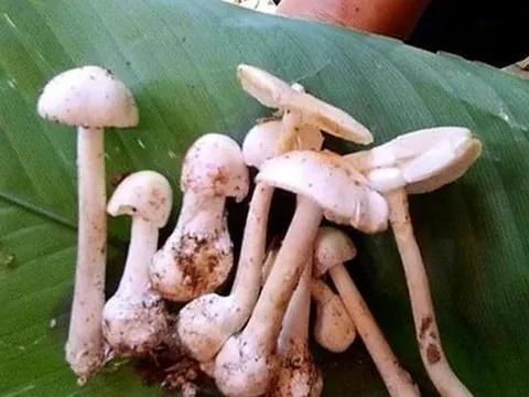 Ăn nấm mọc dại trong vườn, 3 mẹ con cấp cứu vì ngộ độc