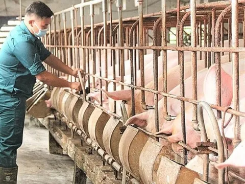 Giá lợn giảm nhiều ngày: Kỳ nghỉ lễ có cắt đứt đà giảm?