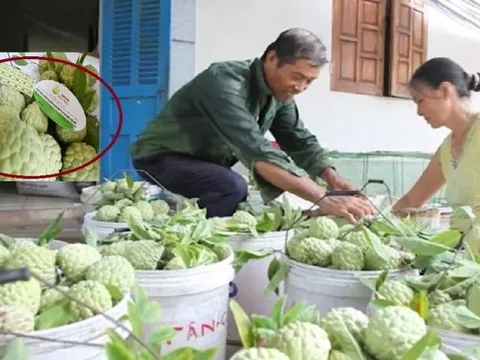 Vị thơm ngon, na Đông Triều kỳ vọng đạt doanh thu 300 tỷ đồng