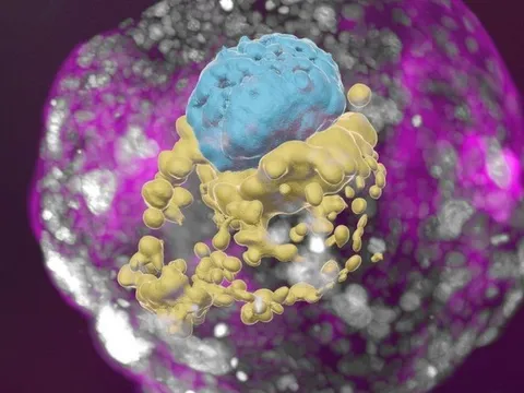 Mô hình phôi người đầu tiên ra đời theo cách đặc biệt