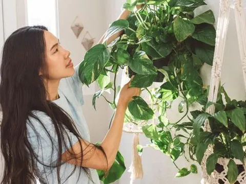 Chuyên gia chỉ cách cân bằng màu sắc trong việc trồng cây xanh tại nhà, giúp chữa lành tâm hồn, tái tạo năng lượng