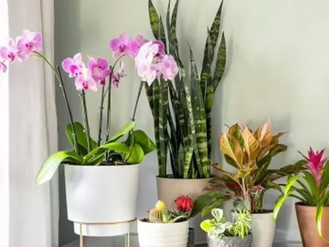 Vị trí không nên trồng cây cảnh trong nhà