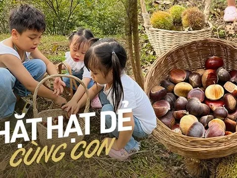 Mùa thu vào rừng thu hoạch hạt dẻ ở các địa điểm cách Hà Nội nhiều nhất 5 tiếng chạy xe