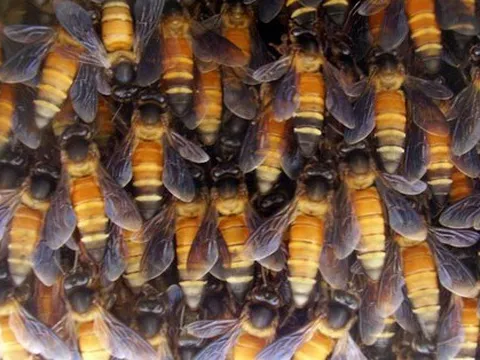 Đi bộ trong sân nhà, người đàn ông bị đàn ong hàng ngàn con bu kín, đốt