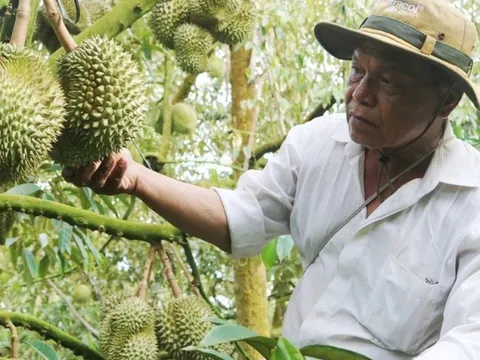 Nông dân trồng sầu riêng vẫn mắc vào “cái bẫy" đã được dự báo trước