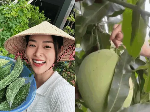 Cận cảnh khu vườn sân thượng trong nhà phố của Diệp Bảo Ngọc: Tự mình bắt sâu hái quả, không cần đi chợ mỗi ngày