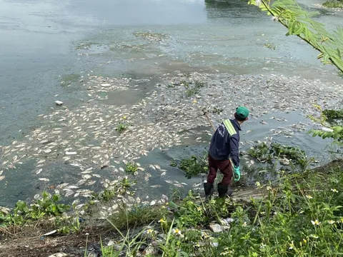 Đà Nẵng: Vớt xong gần 7 tấn, cá chết lại tiếp tục nổi trắng hồ