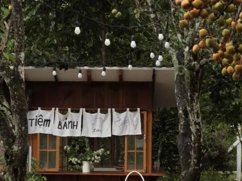 Ngắm Đà Lạt những ngày đầu mùa hồng chín: Mới chớm thôi đã thấy đẹp xao xuyến