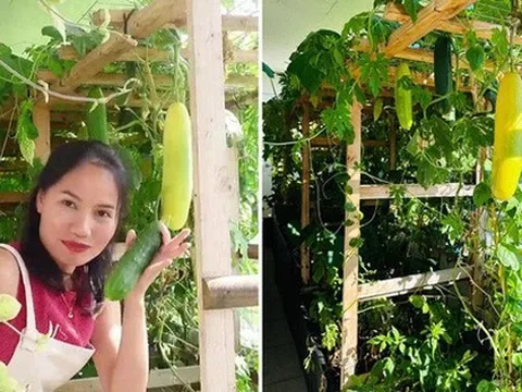 Vườn ban công 14m2 ở Thuỵ Sĩ: Tổng chi phí đầu tư 12 triệu, không đi chợ vài tháng vẫn đủ rau ăn