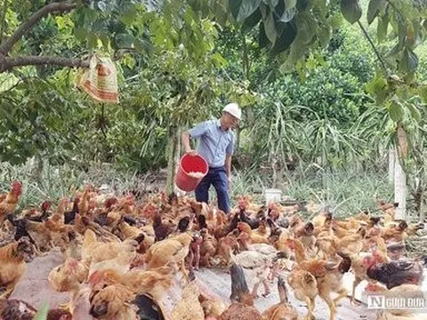 Hải Phòng: Bảo tồn giống gà quý tại đảo Cát Bà