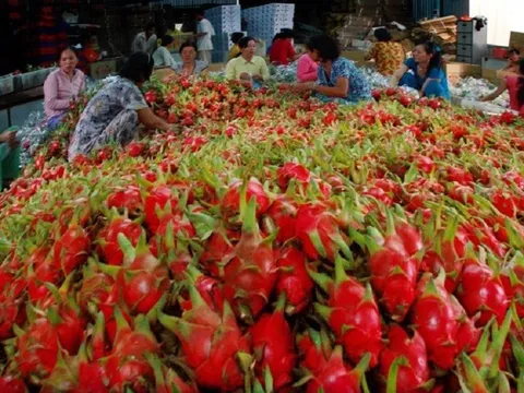 Xuất khẩu rau quả và những con số dự báo