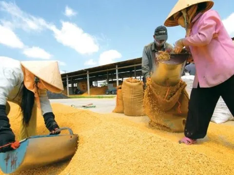 Xuất khẩu gạo Việt Nam vẫn được đẩy mạnh, tiềm năng dẫn đầu "làn sóng" mới