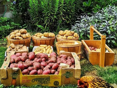 Khu vườn rau quả sạch trên đảo của người đàn ông dành tất cả niềm đam mê cho trồng trọt