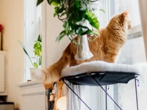 Cô gái thuê nhà 23 triệu/tháng để sống một mình cùng chú mèo