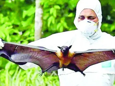 Cảnh giác trước sự lây lan của virus Nipah