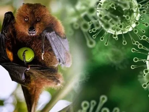 TP HCM giám sát người từ vùng có dịch virus Nipah