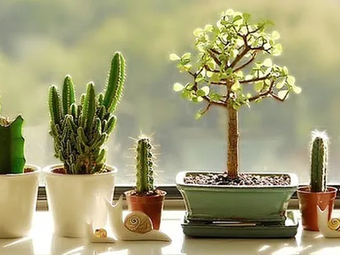Cách trang trí cửa sổ phòng bếp với chi phí tiết kiệm