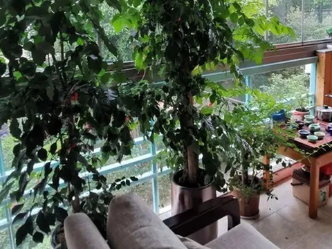 Cô gái trẻ chọn cách 'sống khác' ngay trong căn hộ nhỏ ở thành phố