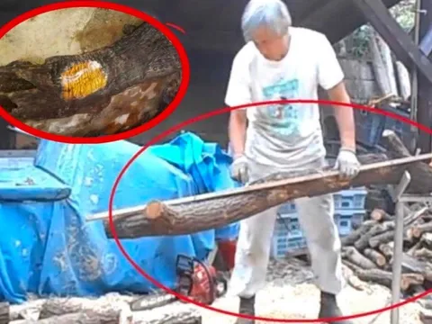 Người đàn ông dùng 1 sợi dây thép "cưa" khúc gỗ lạ, cả hiện trường “náo loạn” khiến cảnh sát ập đến: Báu vật tiền tỷ xuất hiện, được giao nộp cho nhà nước