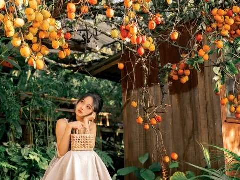 Đà Lạt chính thức bước vào mùa hồng chín rộ, thời điểm tuyệt vời để xách balo lên đi đây rồi!