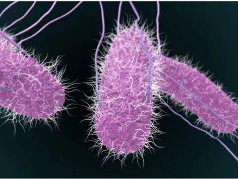 TP HCM đã tìm ra tác nhân gây ngộ độc sau tiệc Trung thu