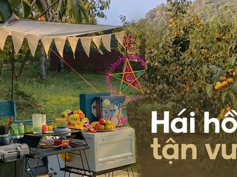 Mùa quả hồng đang vào độ chín, ngoài Mộc Châu còn có nơi chỉ cách Hà Nội 40km