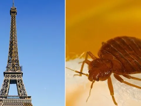 Côn trùng hút máu người tấn công thủ đô Paris (Pháp): Sự kiện lớn tầm cỡ thế giới bị đe dọa nghiêm trọng