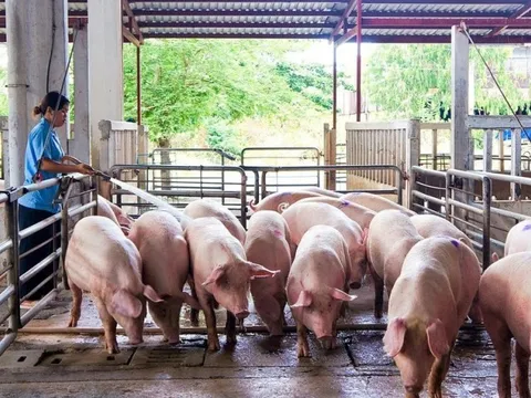 Giá lợn hơi xuống thấp, người chăn nuôi “gồng lỗ”