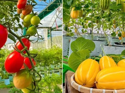 Cải tạo sân thượng thành vườn rộng 250m2, nhìn ngỡ như “Đà Lạt thu nhỏ”