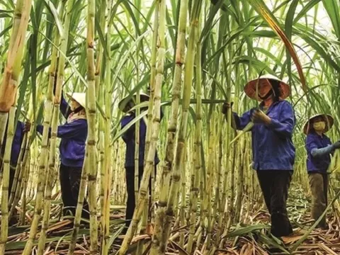 Giá đường "đảo chiều" bật tăng mạnh sau một tuần giảm nhẹ