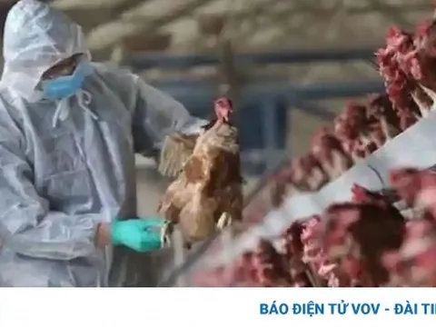 Campuchia phát hiện ca tử vong do cúm gia cầm H5N1