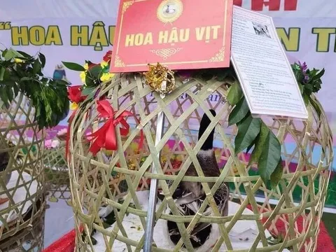 'Hoa hậu vịt' gây sốt ở Lạng Sơn, bán đấu giá 35 triệu đồng