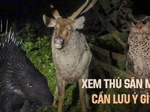 Tour đêm vào rừng xem thú hoang dã săn mồi cực ly kỳ tại VQG Cát Tiên, khách phải đặt trước cả tháng mới có chỗ